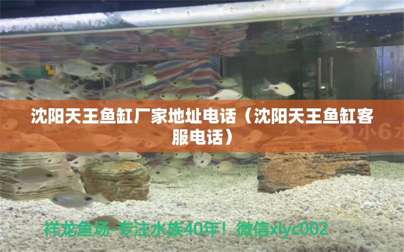 沈陽天王魚缸廠家地址電話（沈陽天王魚缸客服電話） 白條過背金龍魚