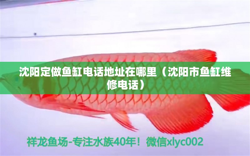 沈陽定做魚缸電話地址在哪里（沈陽市魚缸維修電話） 觀賞魚市場（混養(yǎng)魚）