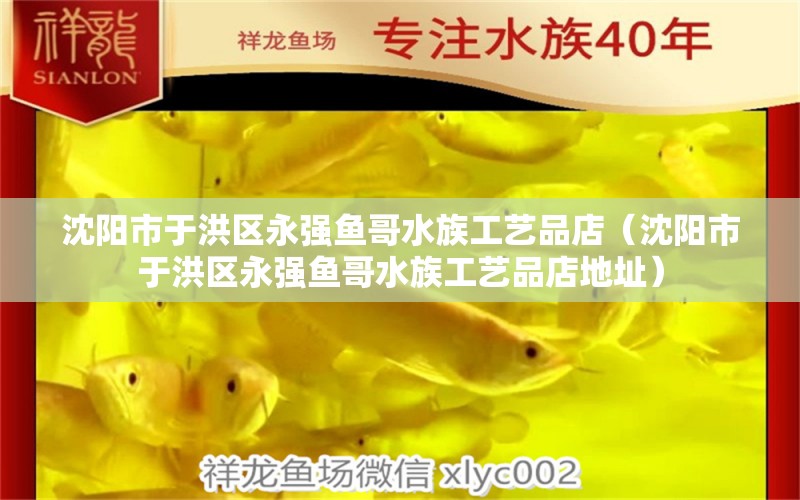 沈陽市于洪區(qū)永強魚哥水族工藝品店（沈陽市于洪區(qū)永強魚哥水族工藝品店地址）