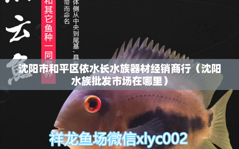 沈陽市和平區(qū)依水長水族器材經(jīng)銷商行（沈陽水族批發(fā)市場在哪里） 觀賞魚水族批發(fā)市場