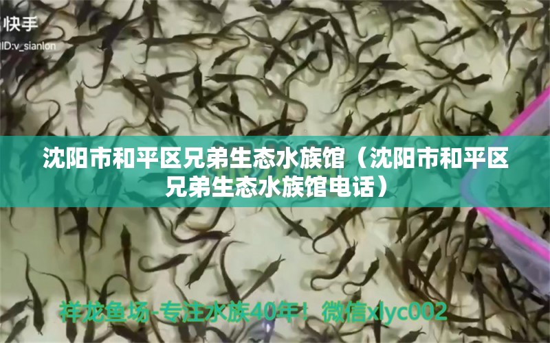 沈陽市和平區(qū)兄弟生態(tài)水族館（沈陽市和平區(qū)兄弟生態(tài)水族館電話） 全國水族館企業(yè)名錄