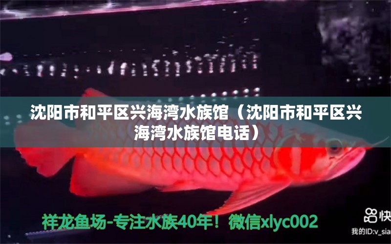 沈陽市和平區(qū)興海灣水族館（沈陽市和平區(qū)興海灣水族館電話）