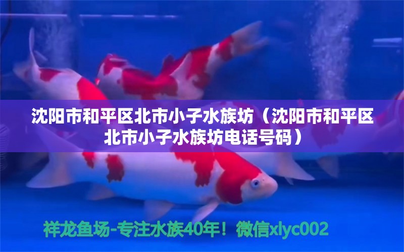 沈陽市和平區(qū)北市小子水族坊（沈陽市和平區(qū)北市小子水族坊電話號(hào)碼）