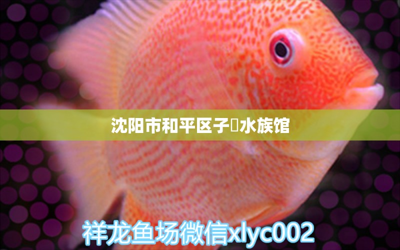 沈陽市和平區(qū)子瑄水族館