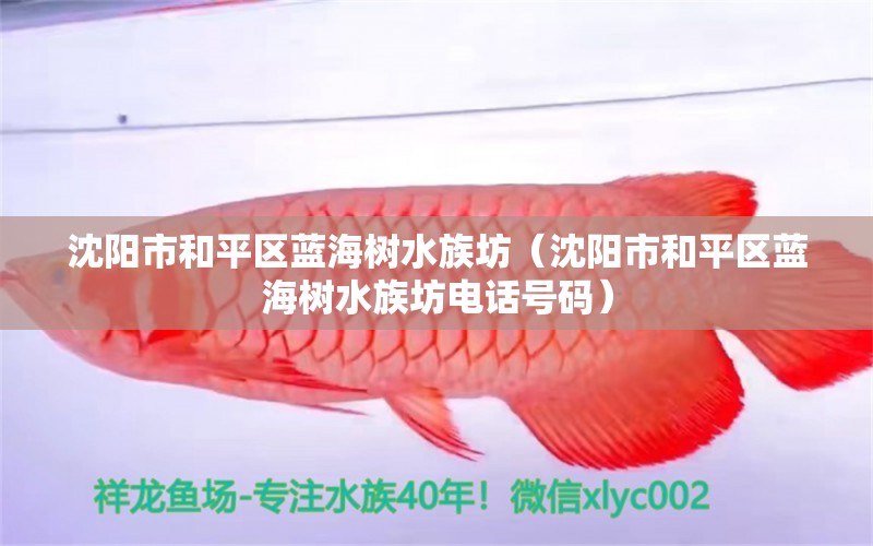 沈陽市和平區(qū)藍(lán)海樹水族坊（沈陽市和平區(qū)藍(lán)海樹水族坊電話號(hào)碼）