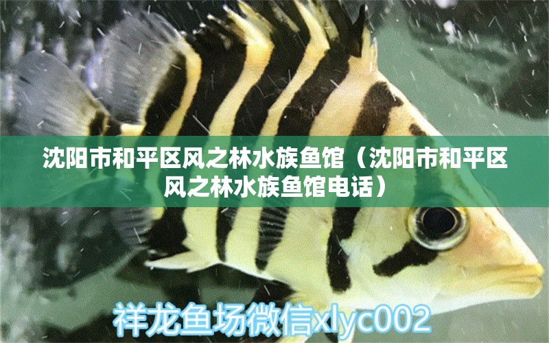 沈陽市和平區(qū)風(fēng)之林水族魚館（沈陽市和平區(qū)風(fēng)之林水族魚館電話） 全國水族館企業(yè)名錄