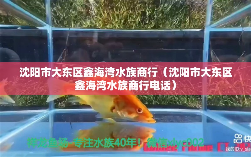 沈陽市大東區(qū)鑫海灣水族商行（沈陽市大東區(qū)鑫海灣水族商行電話） 全國水族館企業(yè)名錄