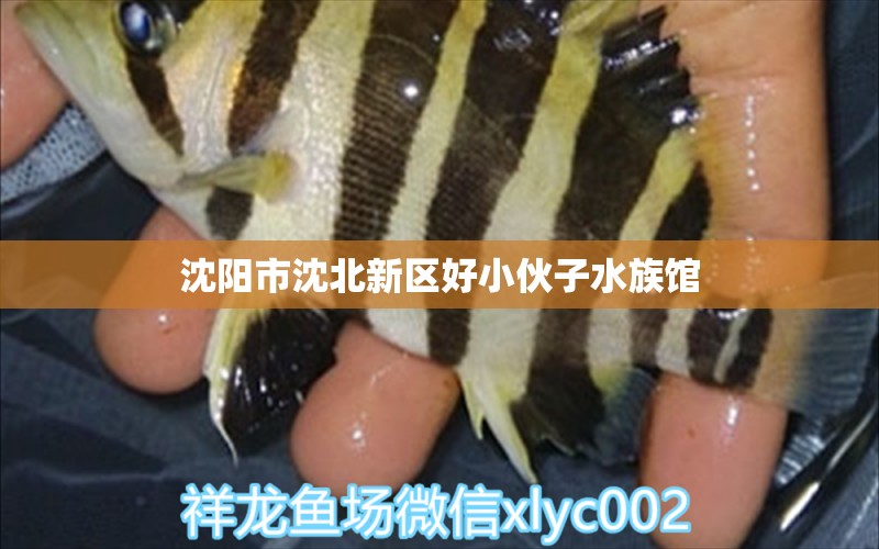 沈陽市沈北新區(qū)好小伙子水族館