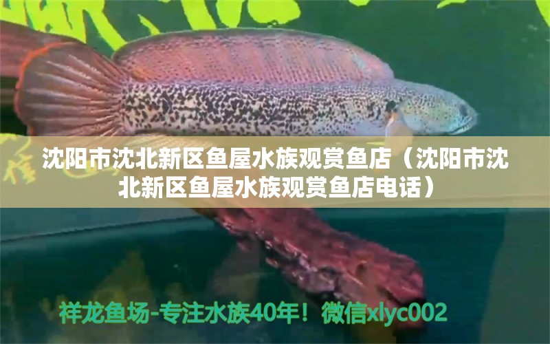 沈陽市沈北新區(qū)魚屋水族觀賞魚店（沈陽市沈北新區(qū)魚屋水族觀賞魚店電話） 全國水族館企業(yè)名錄