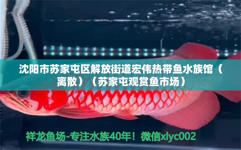 沈陽市蘇家屯區(qū)解放街道宏偉熱帶魚水族館（離散）（蘇家屯觀賞魚市場）