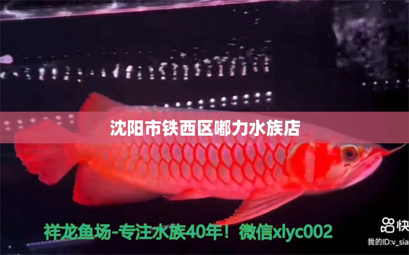 沈陽市鐵西區(qū)嘟力水族店 全國水族館企業(yè)名錄