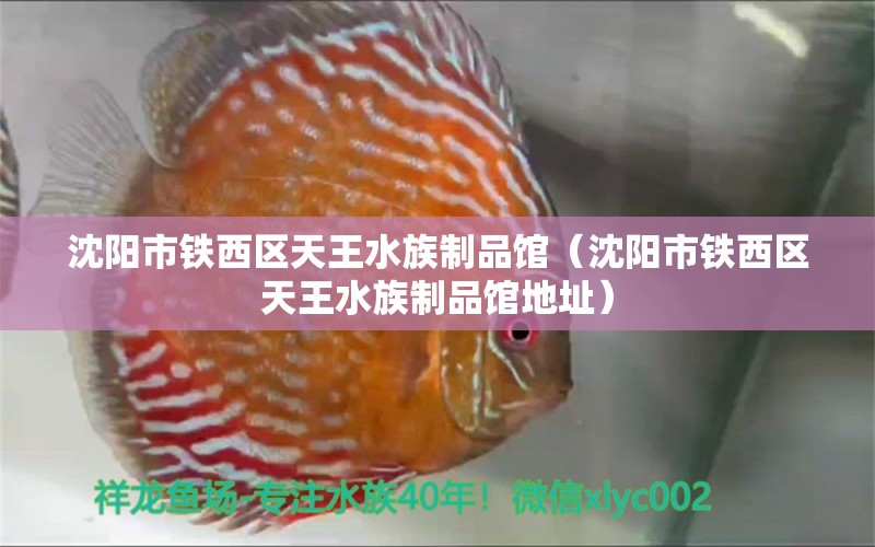 沈陽市鐵西區(qū)天王水族制品館（沈陽市鐵西區(qū)天王水族制品館地址）