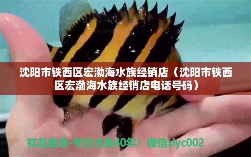 沈陽市鐵西區(qū)宏渤海水族經(jīng)銷店（沈陽市鐵西區(qū)宏渤海水族經(jīng)銷店電話號碼）