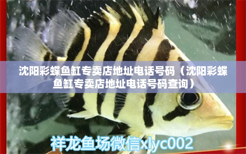 沈陽彩蝶魚缸專賣店地址電話號碼（沈陽彩蝶魚缸專賣店地址電話號碼查詢）