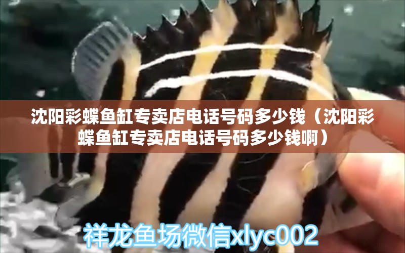 沈陽彩蝶魚缸專賣店電話號碼多少錢（沈陽彩蝶魚缸專賣店電話號碼多少錢?。? title=