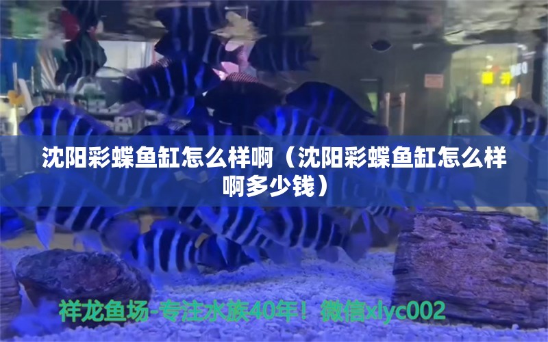 沈陽(yáng)彩蝶魚缸怎么樣?。ㄉ蜿?yáng)彩蝶魚缸怎么樣啊多少錢）