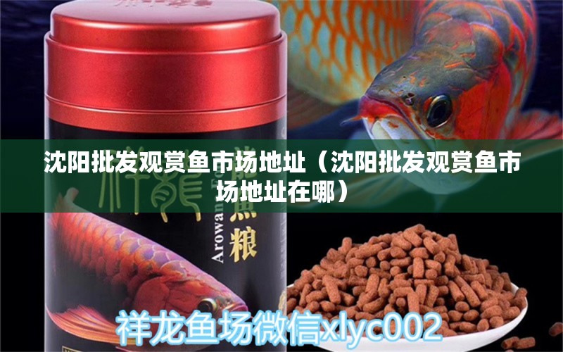 沈陽批發(fā)觀賞魚市場地址（沈陽批發(fā)觀賞魚市場地址在哪）