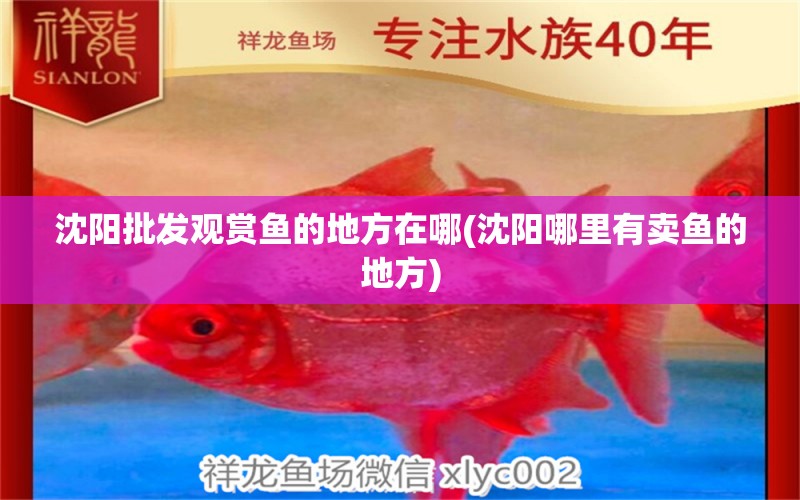 沈陽批發(fā)觀賞魚的地方在哪(沈陽哪里有賣魚的地方) 祥龍龍魚專用水族燈