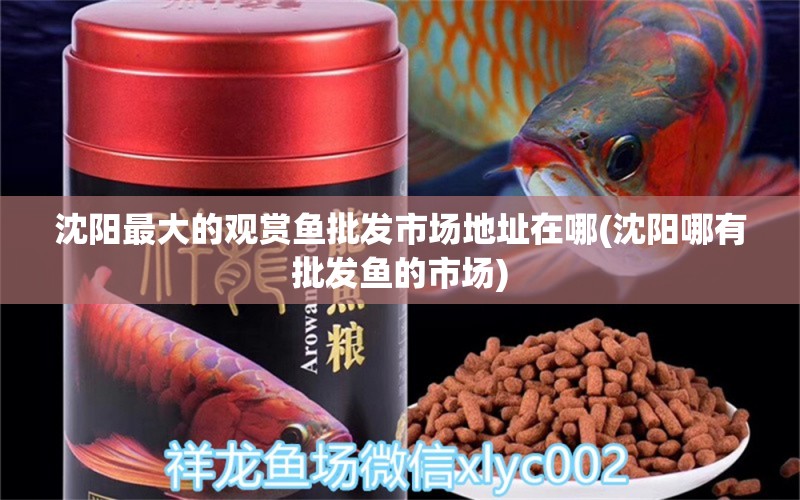 沈陽最大的觀賞魚批發(fā)市場地址在哪(沈陽哪有批發(fā)魚的市場) 觀賞魚批發(fā)