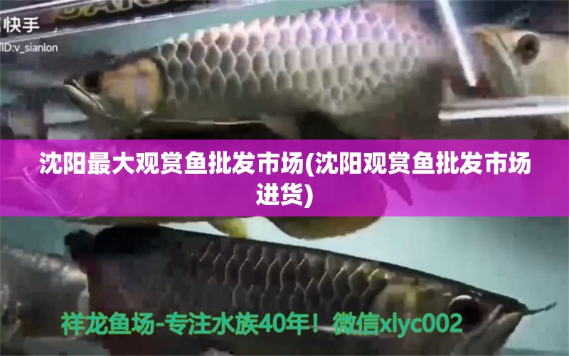 沈陽最大觀賞魚批發(fā)市場(沈陽觀賞魚批發(fā)市場進貨) 觀賞魚批發(fā) 第1張