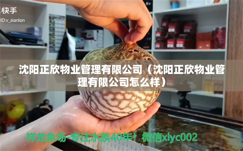 沈陽正欣物業(yè)管理有限公司（沈陽正欣物業(yè)管理有限公司怎么樣） 全國(guó)水族館企業(yè)名錄