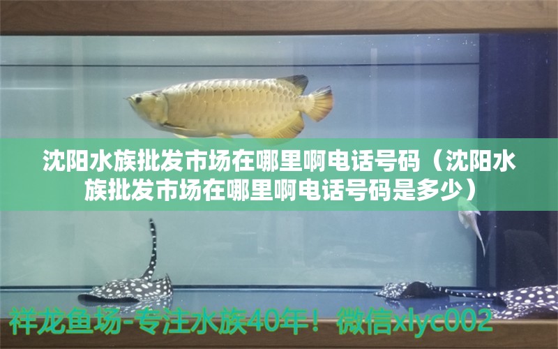 沈陽水族批發(fā)市場在哪里啊電話號碼（沈陽水族批發(fā)市場在哪里啊電話號碼是多少）