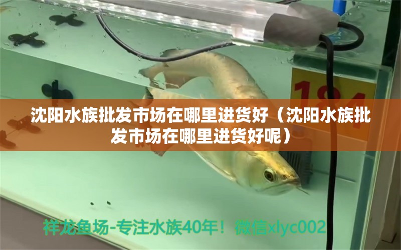 沈陽水族批發(fā)市場在哪里進貨好（沈陽水族批發(fā)市場在哪里進貨好呢）