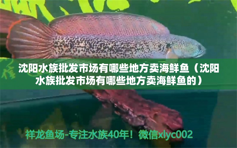 沈陽(yáng)水族批發(fā)市場(chǎng)有哪些地方賣(mài)海鮮魚(yú)（沈陽(yáng)水族批發(fā)市場(chǎng)有哪些地方賣(mài)海鮮魚(yú)的）