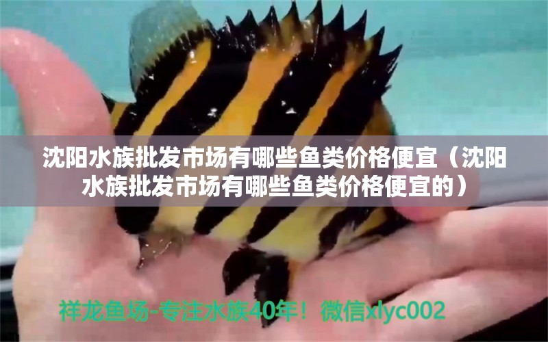 沈陽水族批發(fā)市場有哪些魚類價(jià)格便宜（沈陽水族批發(fā)市場有哪些魚類價(jià)格便宜的）