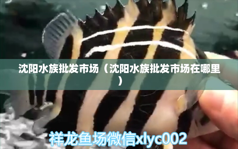 沈陽(yáng)水族批發(fā)市場(chǎng)（沈陽(yáng)水族批發(fā)市場(chǎng)在哪里） 觀(guān)賞魚(yú)水族批發(fā)市場(chǎng)