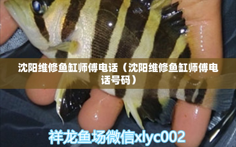 沈陽維修魚缸師傅電話（沈陽維修魚缸師傅電話號碼）