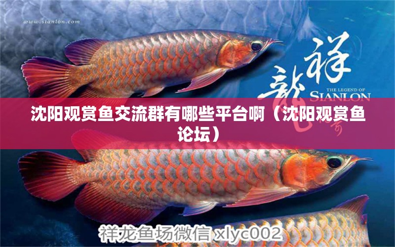 沈陽觀賞魚交流群有哪些平臺啊（沈陽觀賞魚論壇）