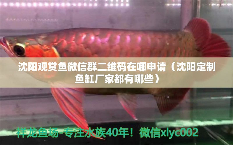 沈陽觀賞魚微信群二維碼在哪申請（沈陽定制魚缸廠家都有哪些） 福魟魟魚 第2張