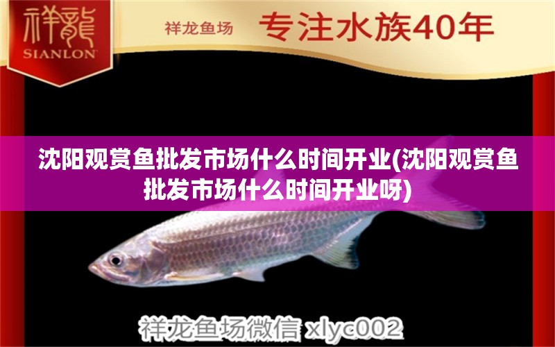 沈陽觀賞魚批發(fā)市場什么時間開業(yè)(沈陽觀賞魚批發(fā)市場什么時間開業(yè)呀) 電鰻