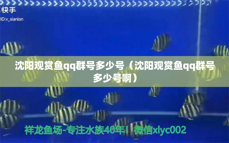 沈陽觀賞魚qq群號多少號（沈陽觀賞魚qq群號多少號?。? title=