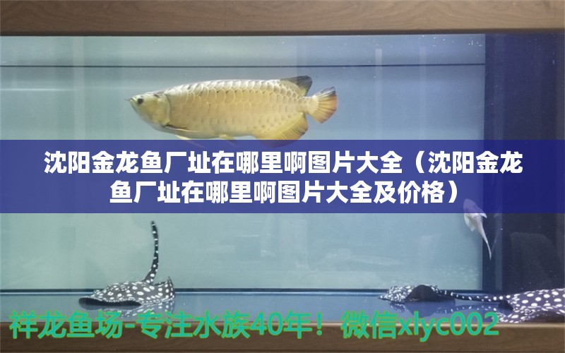 沈陽金龍魚廠址在哪里啊圖片大全（沈陽金龍魚廠址在哪里啊圖片大全及價格） 祥龍水族醫(yī)院