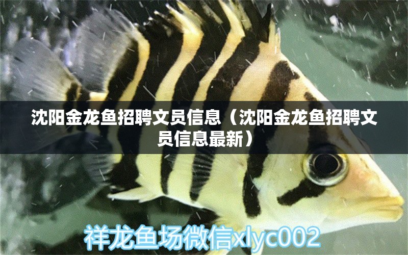 沈陽金龍魚招聘文員信息（沈陽金龍魚招聘文員信息最新）