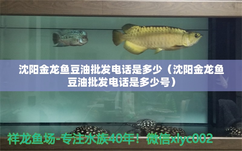 沈陽(yáng)金龍魚(yú)豆油批發(fā)電話是多少（沈陽(yáng)金龍魚(yú)豆油批發(fā)電話是多少號(hào)）