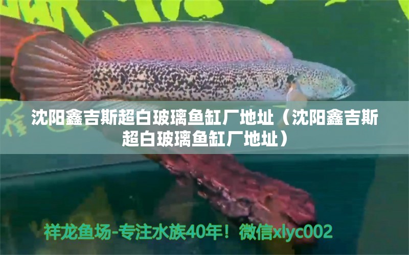 沈陽鑫吉斯超白玻璃魚缸廠地址（沈陽鑫吉斯超白玻璃魚缸廠地址） 觀賞魚市場（混養(yǎng)魚）