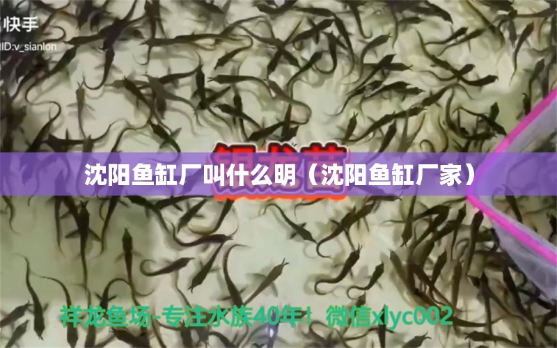 沈陽魚缸廠叫什么明（沈陽魚缸廠家）