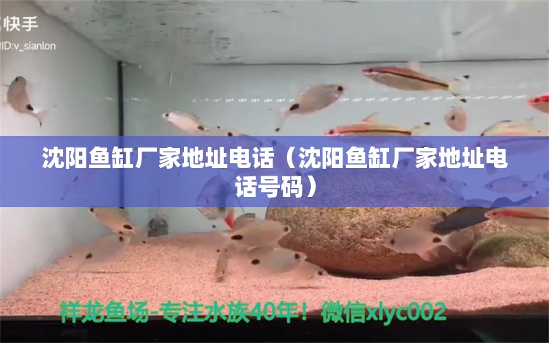 沈陽(yáng)魚缸廠家地址電話（沈陽(yáng)魚缸廠家地址電話號(hào)碼） 祥龍魚場(chǎng)