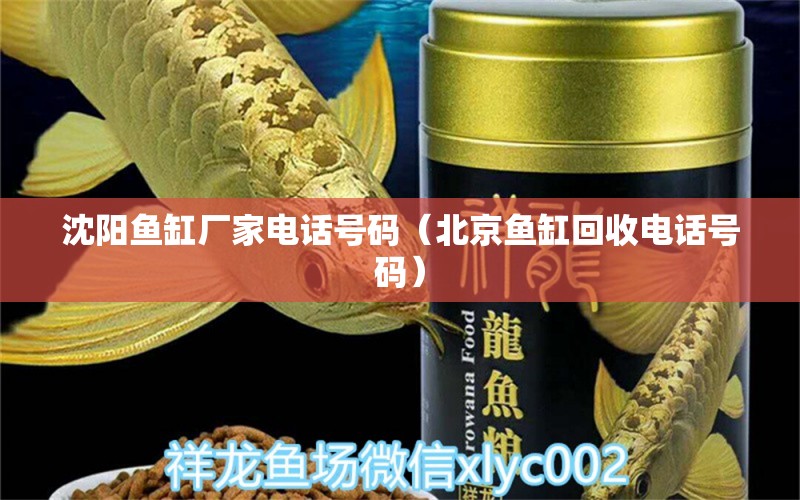 沈陽魚缸廠家電話號(hào)碼（北京魚缸回收電話號(hào)碼） 純血皇冠黑白魟魚