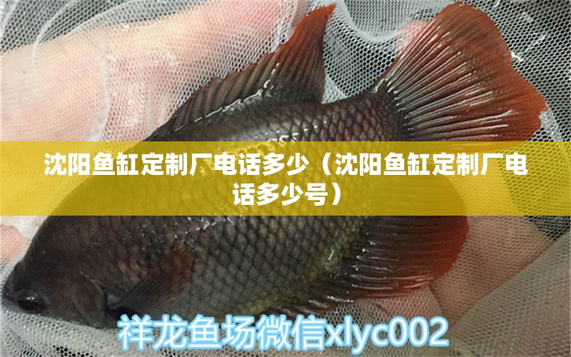 沈陽魚缸定制廠電話多少（沈陽魚缸定制廠電話多少號）