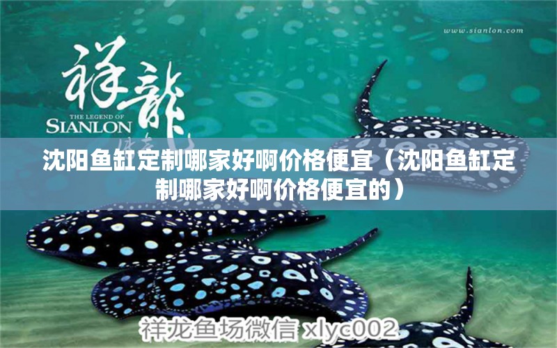 沈陽魚缸定制哪家好啊價(jià)格便宜（沈陽魚缸定制哪家好啊價(jià)格便宜的） 狗仔（招財(cái)貓)魚苗