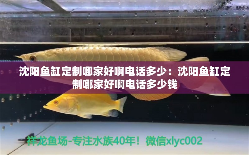 沈陽(yáng)魚缸定制哪家好啊電話多少：沈陽(yáng)魚缸定制哪家好啊電話多少錢 泰國(guó)斗魚 第2張