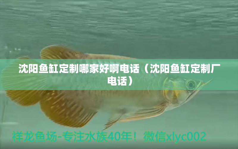 沈陽魚缸定制哪家好啊電話（沈陽魚缸定制廠電話） 非洲金鼓魚