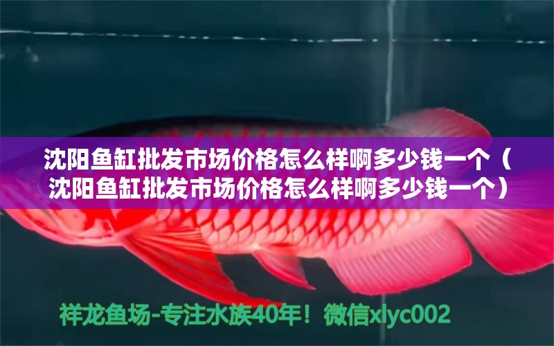 沈陽魚缸批發(fā)市場價格怎么樣啊多少錢一個（沈陽魚缸批發(fā)市場價格怎么樣啊多少錢一個）