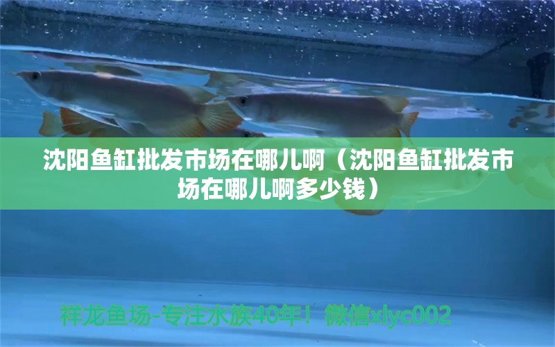 沈陽魚缸批發(fā)市場在哪兒啊（沈陽魚缸批發(fā)市場在哪兒啊多少錢）