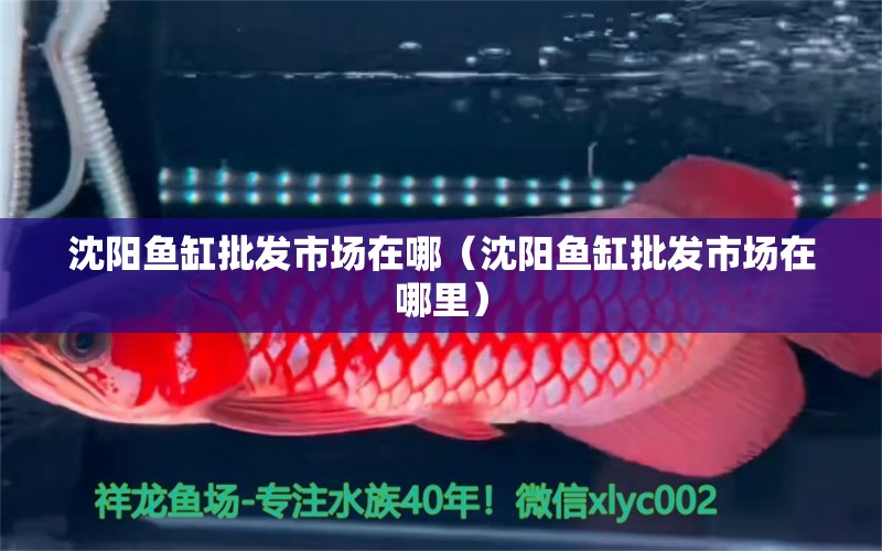 沈陽魚缸批發(fā)市場在哪（沈陽魚缸批發(fā)市場在哪里）