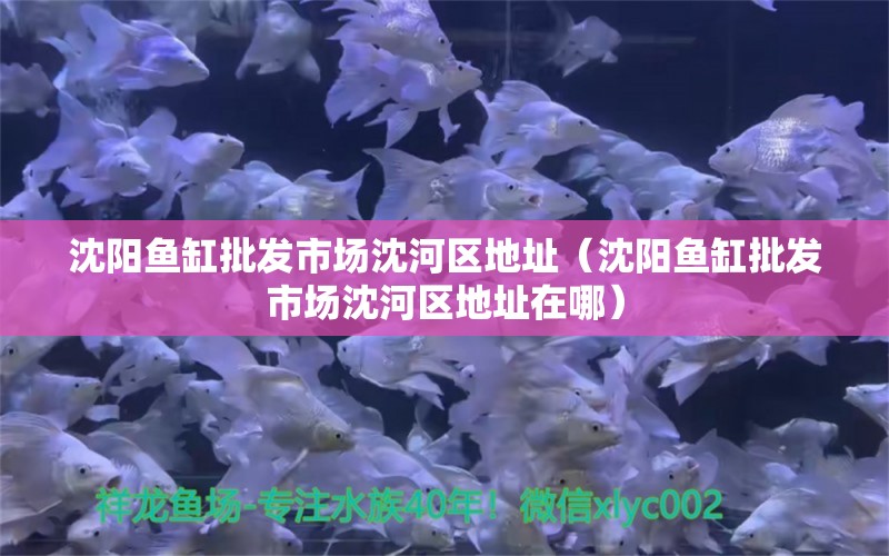 沈陽(yáng)魚缸批發(fā)市場(chǎng)沈河區(qū)地址（沈陽(yáng)魚缸批發(fā)市場(chǎng)沈河區(qū)地址在哪）